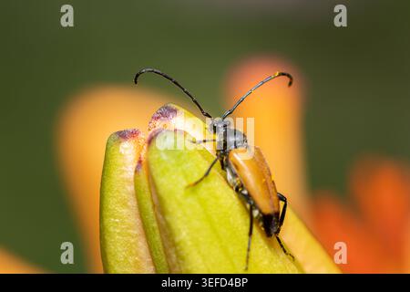 Roter Langhornkäfer Stictoleptura rubra ruht auf orangefarbener Taglilienspitze Ein roter und schwarzer Langhornkäfer Stictoleptura rubra mit langen Antennen ruht o Stockfoto