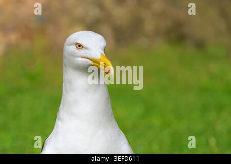 Nahporträt einer Möwe mit geringerem schwarzem Rücken mit leicht nach rechts gedrehtem Kopf. Geringe Schärfentiefe Stockfoto