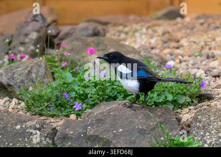 Magpie, Pica pica, auf einem Gartenfelsen, umgeben von Frühlingsblumen, Großbritannien Stockfoto