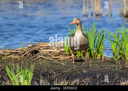 Graugans, die im Frühjahr auf den Somerset Levels, Großbritannien, am schlammigen Feuchtrand neben Schilf stehen Stockfoto