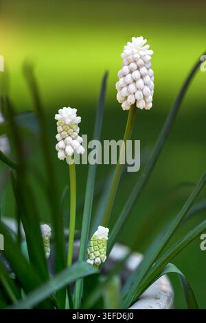 Weiße Traubenhyazinthen, die im Frühjahr in einem Gartentopf wachsen, mit geringer Tiefe des Feldes und weichgrünem Hintergrund, Bristol, Großbritannien Stockfoto