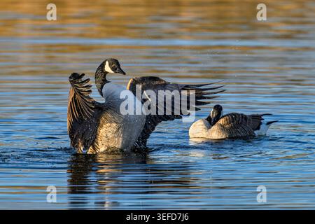 Kanadische Gans mit Flügeln auf dem Wasser und eine weitere Kanadische Gans in der Nähe im Frühjahr an der Ham Wall, Somerset Levels, Großbritannien Stockfoto