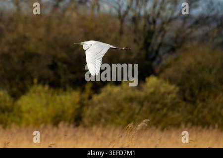 Großer Weißreiher im Brutgefieder mit hellgrünen Loren im Flug über Schilfhabitat auf den Somerset Levels, Großbritannien im Frühjahr Stockfoto