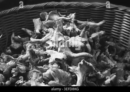 Pfifferlingen in Korb zum Verkauf auf dem lokalen Bio-Markt in Paris (Frankreich). Schwarz-weiß. Stockfoto
