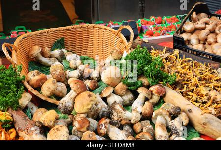 Frische Steinpilze, Pfifferlinge und Champignons auf einem Bio-Markt in Paris, Frankreich Stockfoto