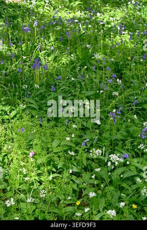 Willdblumenwiese mit blauen und rosa Wildblumen, Hyacinthoides non-scripta und wildem Knoblauch im britischen Garten April Stockfoto