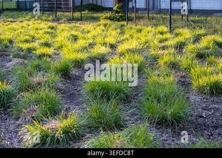 Grüner Ziergras wächst während des Sonnenuntergangs auf Mulchboden in einem Gartenhof. Stockfoto