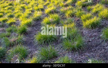 In der goldenen Stunde wachsen die Tufts von hellgrünem Gras in Reihen auf dunklem Mulchboden. Stockfoto