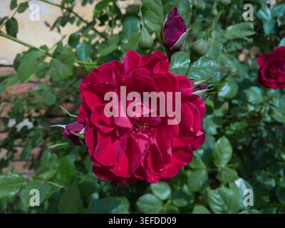 Eine atemberaubende dunkelrote Rose (Rosa) in voller Blüte mit jungen Knospen auf einem üppig grünen Rosenstrauch in einem sonnigen Garten. Stockfoto