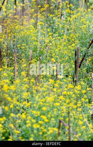 Eine lebendige vertikale Aufnahme eines Feldes mit wilden gelben Blüten, wahrscheinlich Wildsenf oder Rapssamen. Die Zusammensetzung zeigt ein dichtes Wachstum von Flora Wit Stockfoto