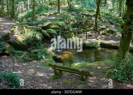Ruhige Szene im Herzen des Naturparks Monte Aloia, mit einem kristallklaren Pool umgeben von dichter Vegetation, Moos und hohen Bäumen. Teilweise Abdeckung Stockfoto