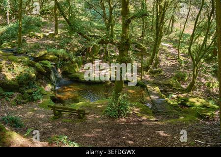 Ruhige Szene im Herzen des Naturparks Monte Aloia, mit einem kristallklaren Pool umgeben von dichter Vegetation, Moos und hohen Bäumen. Teilweise Abdeckung Stockfoto