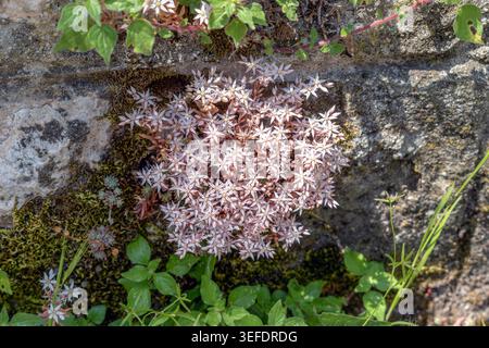 Nahaufnahme von Sedum hispanicum, bekannt als spanischer Steinstein, blüht in einem Steinbruch. Zarte rosa sternförmige Blüten dieser saftigen Pflanze Stockfoto