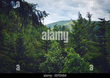 Dicht grüner Wald mit Nadelbäumen im Vordergrund und sanften Hügeln unter bewölktem Himmel, stimmungsvolle natürliche Landschaft Stockfoto