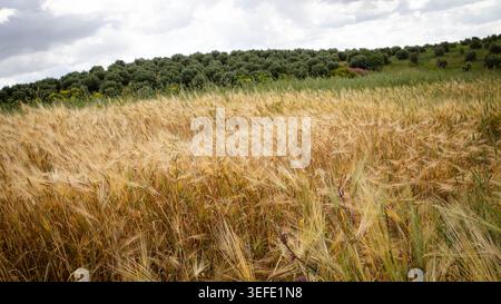 Goldenes Gerstenfeld in Marokko unter bewölktem Himmel, umgeben von Olivenbäumen und sanften ländlichen Landschaften. Stockfoto
