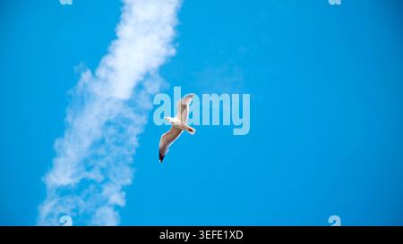 Die Möwe schwingt in einem lebendigen azurblauen Himmel über Marokko, mit einem weißen Kondensationsweg, der eine dramatische Wolkenlinie im Hintergrund bildet. Stockfoto