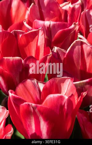 Rote Blumen von Triumph Tulpe Tulipa 'Spryng Break' in einem Frühlingsgarten Stockfoto