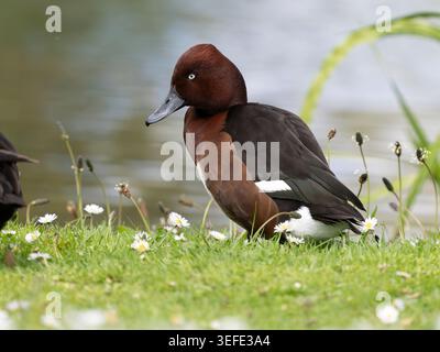Ferruginöse Ente oder Pochard, Aythya nyroca, Einzelvogel auf dem Wasser, Mai 2026 Stockfoto