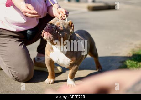 Eine Person kniet, hält einen muskulösen braunen und weißen amerikanischen Tyrannehund an der Leine draußen. Der Hund steht groß und blickt mit hellblauen Augen nach oben Stockfoto