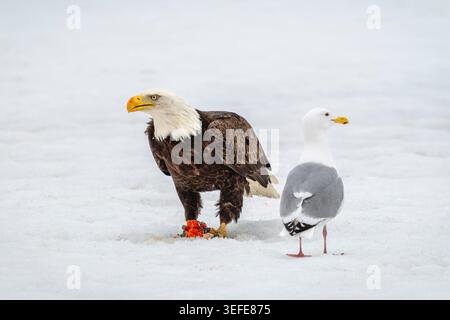 Weißkopfseeadler (Haliaeetus leucocephalus) auf Fischfuttersuche im gefrorenen See in Südzentralalaska. Stockfoto
