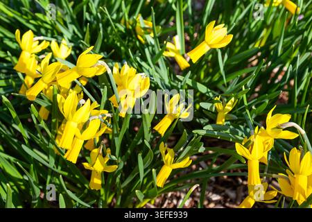 Cyclamineus Daffodil (Narcissus), eine blühende Pflanzenart der Familie Amaryllidaceae. USA. Stockfoto