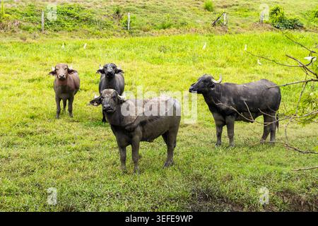 Eine Herde von Wasserbüffeln, die in einem von natürlicher Vegetation umgebenen Viehfeld auf die Kamera schauen - Bubalus bubalis Stockfoto