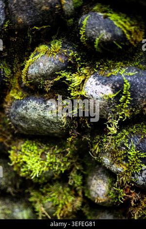 Moosbedeckte Steine des Flussufers Stockfoto