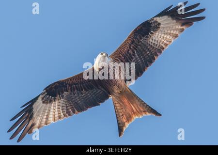 Ein Rotmilan im Flug Stockfoto