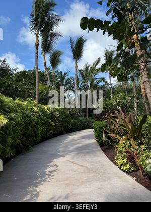 Ein gewundener Pfad aus weißem Beton oder Sand, der durch dichte tropische Bäume und Palmenbüsche zum Ufer führt. Stockfoto