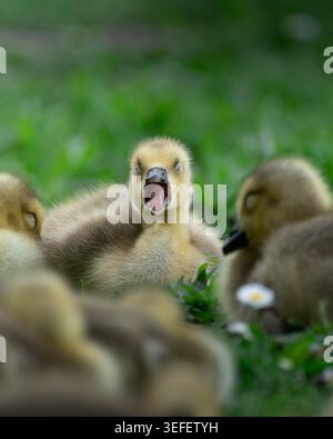 Gruppe von flauschigen Gänsen, die auf grünem Gras mit weichem Tageslicht ruhen Stockfoto