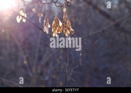 Manitoba Maple Seeds Dangle In Der Wintersonne Stockfoto