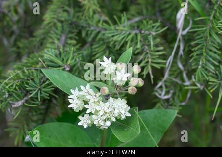 Oval-blättrige Milkweed und versteckte Goldenrod-Krabbenspinne Stockfoto