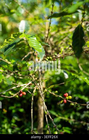 Reife Und Grüne Kaffeekirschen Auf Zweigen Stockfoto