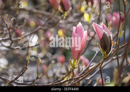 Die rosa Magnolie „Heaven Scent“-Blüten öffnen sich im warmen Frühlingssonnenlicht, mit weichem Bokeh und zarten Zweigen, die einen traumhaften floralen Hintergrund bilden. Stockfoto