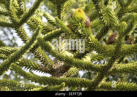 Zur Detaillierung der Araucaria araucana-Zweige Stockfoto