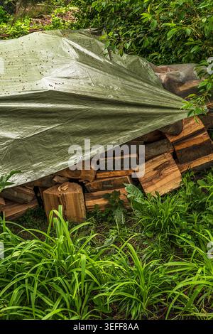 Ein Haufen geschnittenes Brennholz, das draußen auf Gras gestapelt und mit einer grünen Plastikplane bedeckt ist, die in der Nähe grüner Büsche festgebunden ist Stockfoto