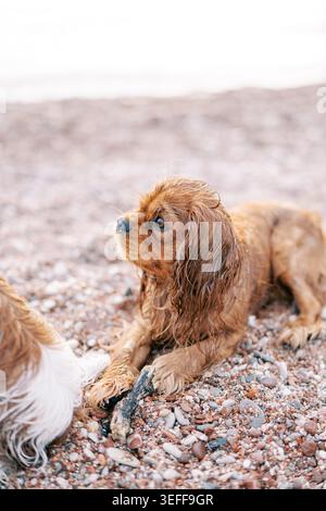Hunde entspannen am Meer. Kieselstrand Hunde liegen friedlich zusammen. Sanfte Morgenszene mit Hunden, die auf Kieselsteinen ruhen, während Wellen sanft das Ufer küssen Stockfoto