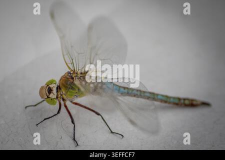 Libelle, Makro, Insekte, blau-grün, Insektenflügel, Berlin, Deutschland Stockfoto