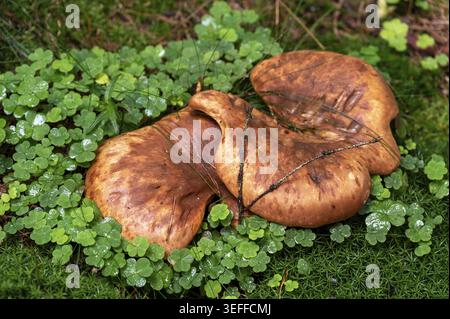 Zwei große Pilze ruhen auf feuchter Erde zwischen kleinen grünen Pflanzen in einem Wald. Die Szene zeigt Details der Natur bei Tageslicht mit etwas Gras und le Stockfoto