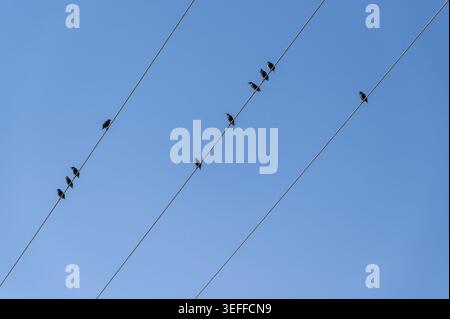 Kleine Vögel sitzen auf Stromleitungen vor einem hellblauen Himmel in einem städtischen Gebiet. Es ist tagsüber, und die Sonne scheint über uns. Die Vögel erscheinen friedlich und s Stockfoto