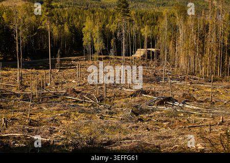 Kahlschnitt-Wald in Mittelschweden Stockfoto