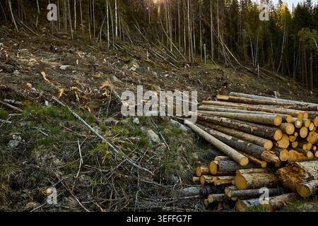 Kahlschnitt-Wald in Mittelschweden Stockfoto