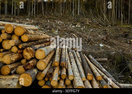 Kahlschnitt-Wald in Mittelschweden Stockfoto