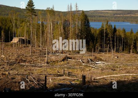 Kahlschnitt-Wald in Mittelschweden Stockfoto