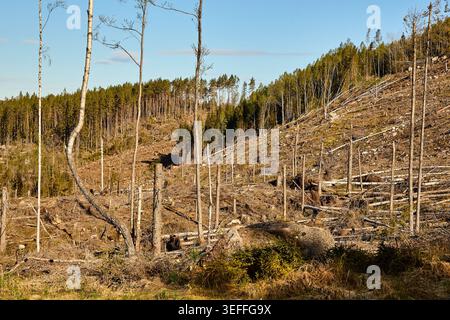 Kahlschnitt-Wald in Mittelschweden Stockfoto
