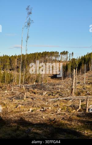 Kahlschnitt-Wald in Mittelschweden Stockfoto