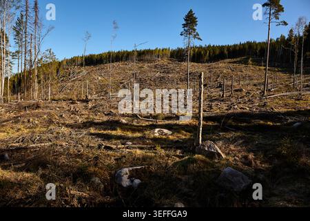 Kahlschnitt-Wald in Mittelschweden Stockfoto