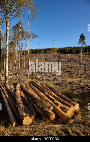 Kahlschnitt-Wald in Mittelschweden Stockfoto