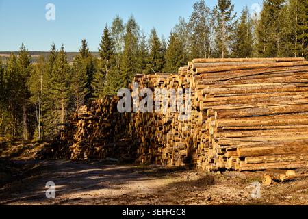 Kahlschnitt-Wald in Mittelschweden Stockfoto