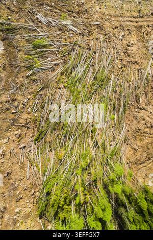 Kahlschnitt-Wald in Mittelschweden Stockfoto